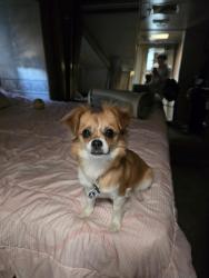 Reunited Female Dog last seen Midland texas , Midland, TX 79701