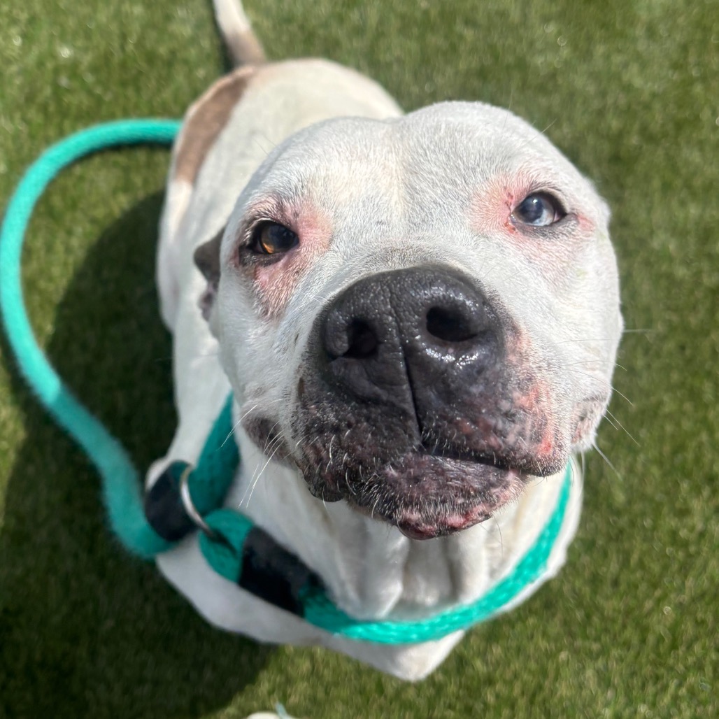 Shelter Stray Female Dog last seen , Philadelphia, PA 19140