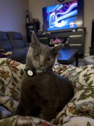 Lost Male Cat last seen Division , rancho vista , Ave O, Palmdale, CA 93550