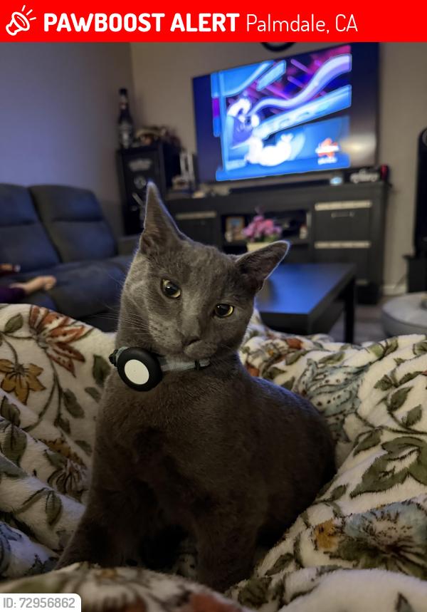Lost Male Cat last seen Division , rancho vista , Ave O, Palmdale, CA 93550