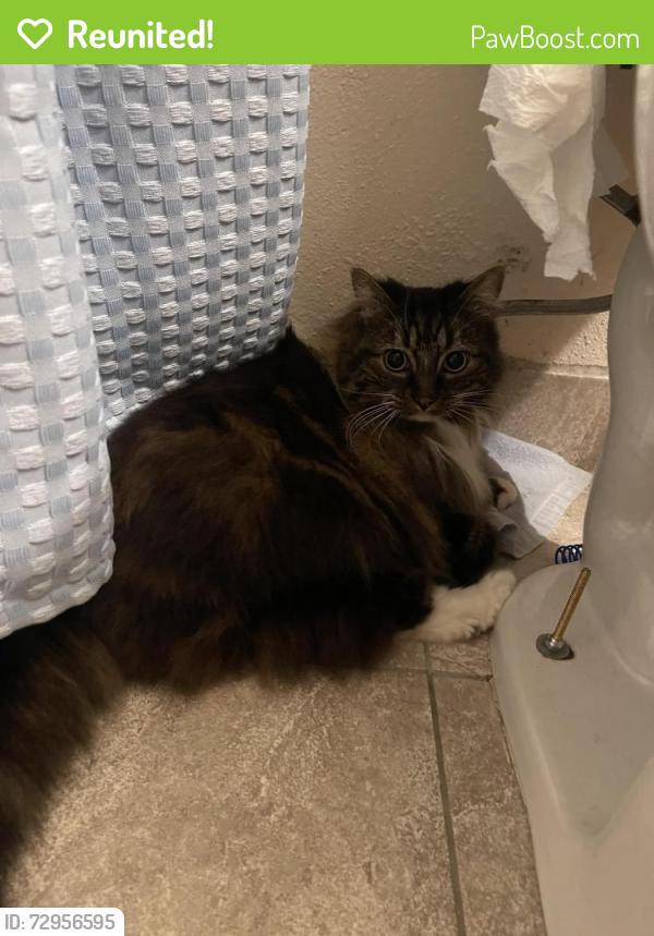 Reunited Unknown Cat last seen 40th between Powell and Francis , Portland, OR 97202