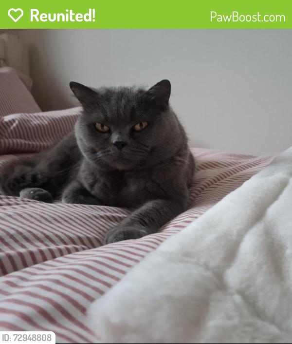 Reunited Female Cat last seen Near Wootton field , Gamlingay, England SG19 3QH