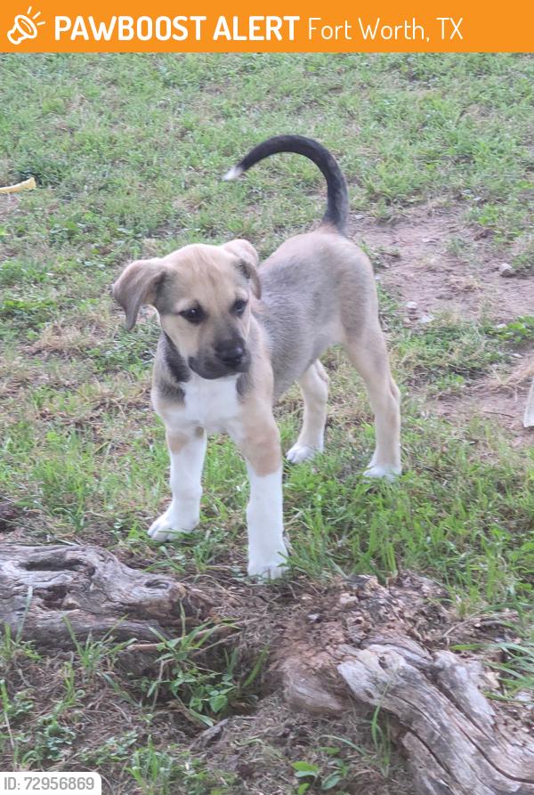 Found/Stray Male Dog last seen McPhearson Rd, Everman, TX, Fort Worth, TX 76140