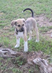 Found/Stray Male Dog last seen McPhearson Rd, Everman, TX, Fort Worth, TX 76140