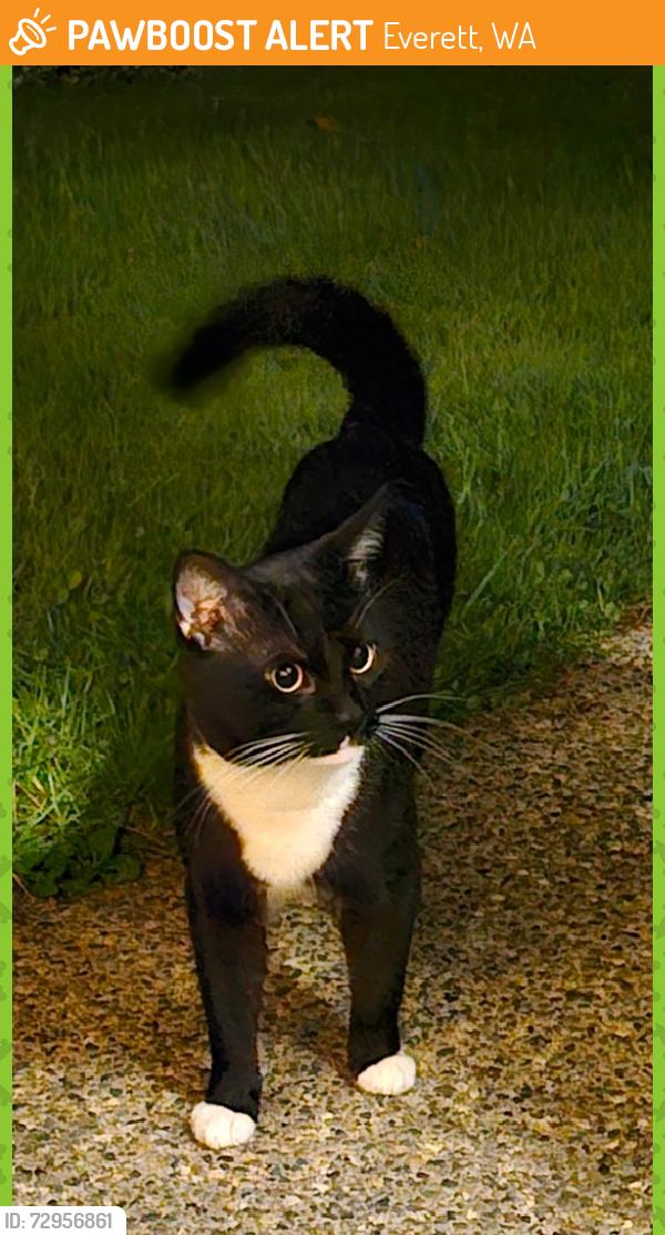 Found/Stray Unknown Cat last seen Hillcrest Community in Silver Firs, Everett, WA 98208