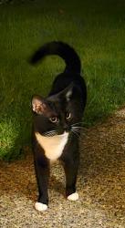 Found/Stray Unknown Cat last seen Hillcrest Community in Silver Firs, Everett, WA 98208