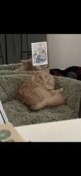 Lost Male Cat last seen Publix, Hickory, NC 28601