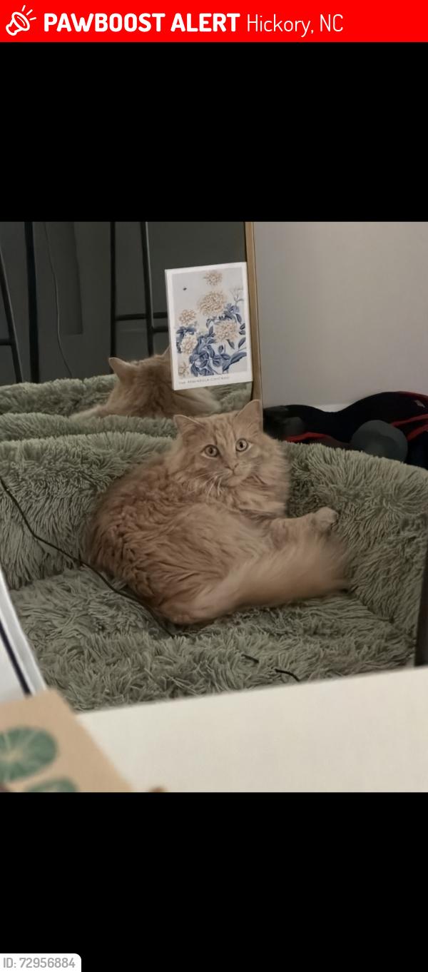 Lost Male Cat last seen Publix, Hickory, NC 28601