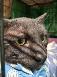 Found/Stray Male Cat last seen Commonwealth & Kennilworth, Aurora, IL 60506