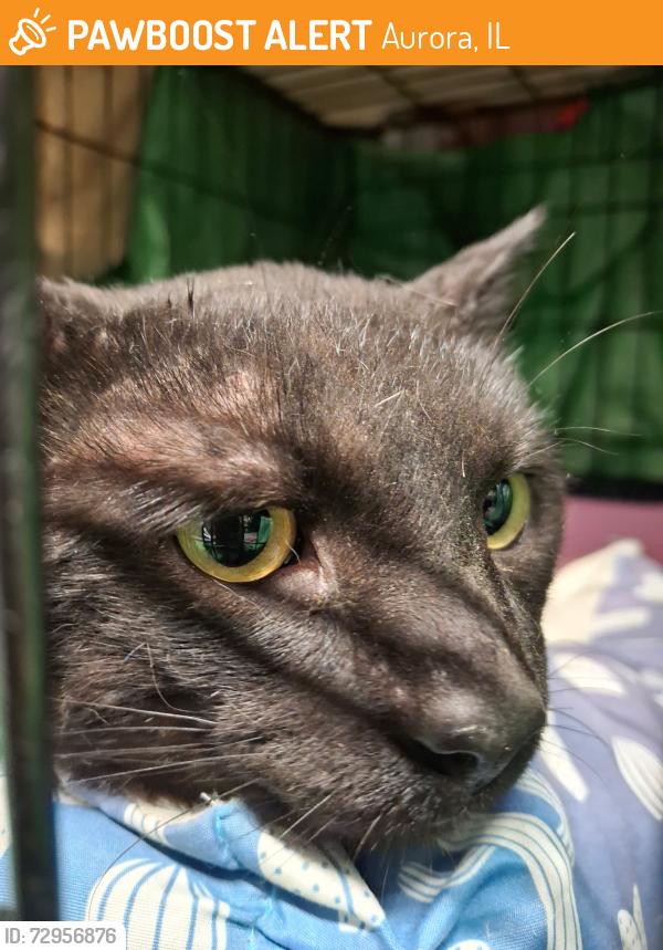 Found/Stray Male Cat last seen Commonwealth & Kennilworth, Aurora, IL 60506