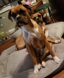Reunited Female Dog last seen Broadway and forest hills , Guthrie, OK 73044