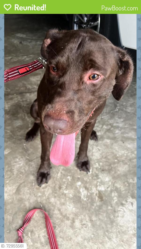 Reunited Male Dog last seen Near Williamsburg Ave, Warner Robins, GA 31088, Warner Robins, GA 31088