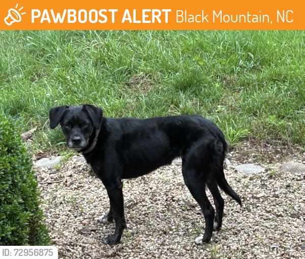 Found/Stray Female Dog last seen 9th St. and Holly St., Black Mountain, NC 28711
