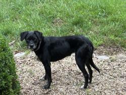 Found/Stray Female Dog last seen 9th St. and Holly St., Black Mountain, NC 28711