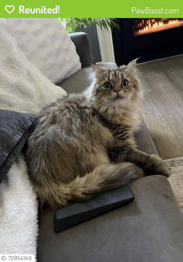 Reunited Male Cat last seen Warrington ridge ,Kelly rd 18976, Warrington, PA 18976