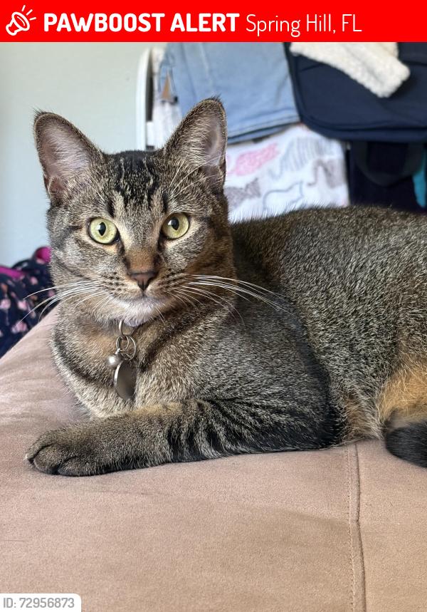 Lost Female Cat last seen Clearwater Dr, Spring Hill, FL 34606