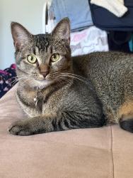 Lost Female Cat last seen Clearwater Dr, Spring Hill, FL 34606