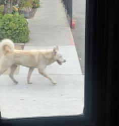 Found/Stray Male Dog last seen Magic johnson park, Los Angeles, CA 90059