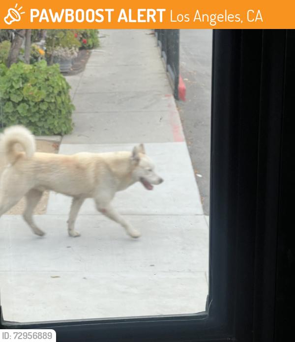 Found/Stray Male Dog last seen Magic johnson park, Los Angeles, CA 90059