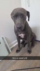 Found/Stray Male Dog last seen Lane and Lennox Avenue, near park street, Jacksonville, FL 32205