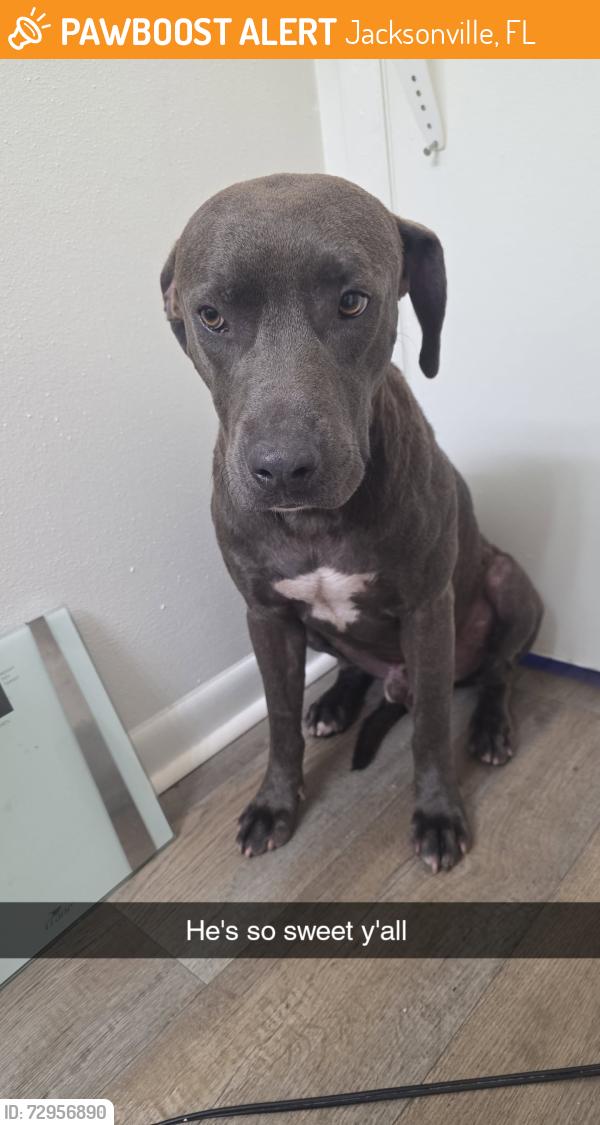 Found/Stray Male Dog last seen Lane and Lennox Avenue, near park street, Jacksonville, FL 32205