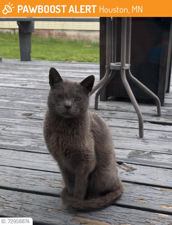 Found/Stray Male Cat last seen Highschool area, Houston, MN 55943