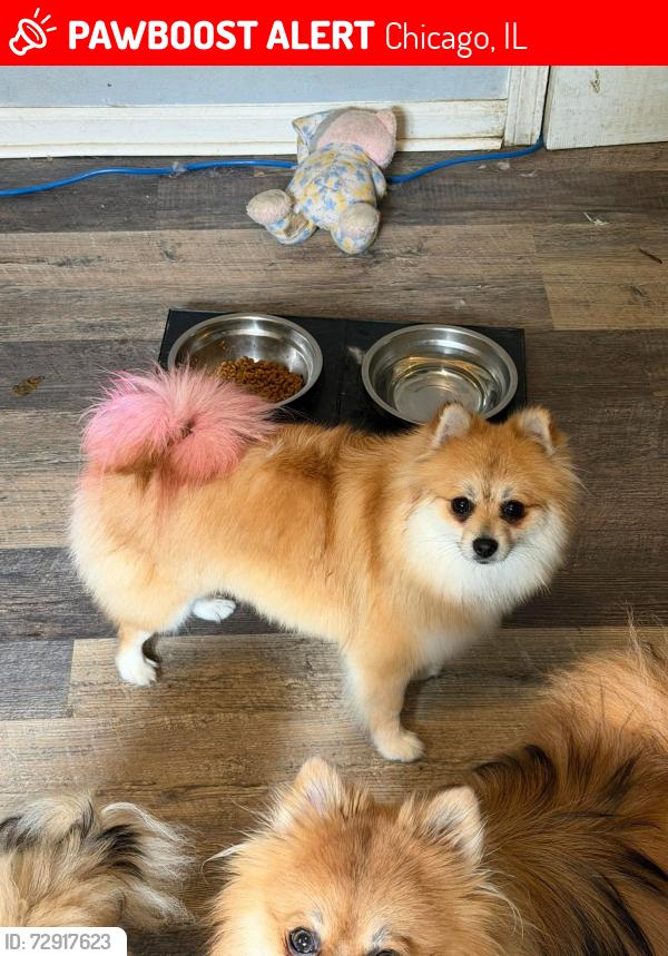 Lost Female Dog last seen Fullerton Ave , Chicago, IL 60647