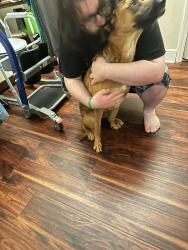 Reunited Male Dog last seen Country Corner/ post office in Alexis, NC, Lincoln County, NC 28080
