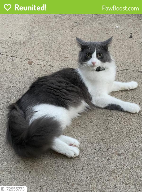 Reunited Male Cat last seen Cairnvillage , Houston, TX 77084