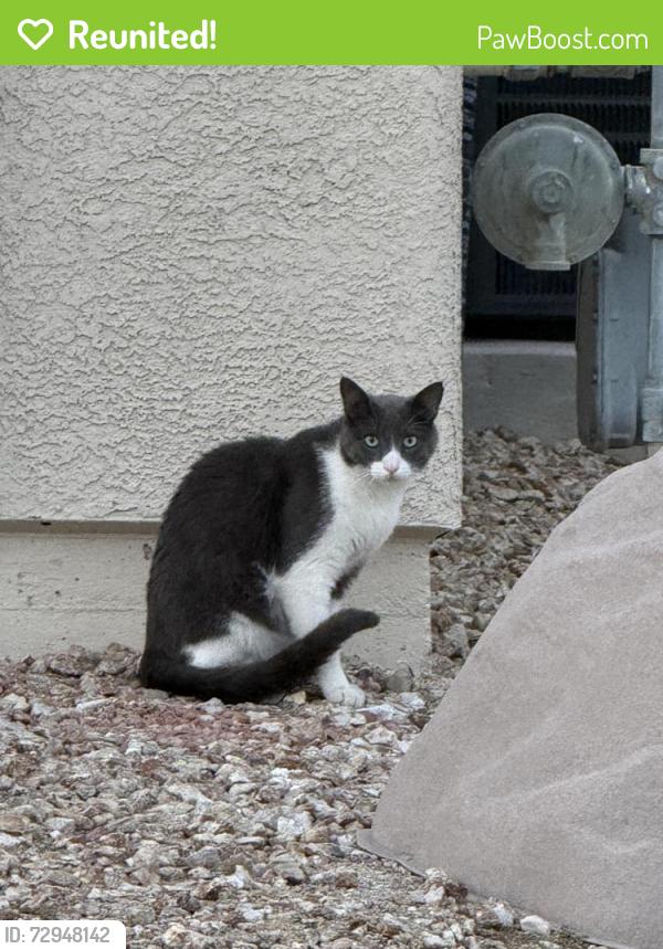 Reunited Unknown Cat last seen Grassquit , North Las Vegas, NV 89084