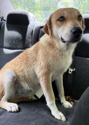 Found/Stray Female Dog last seen Little Marrowbone Rd and Old Hickory Blvd, Nashville, TN 37080