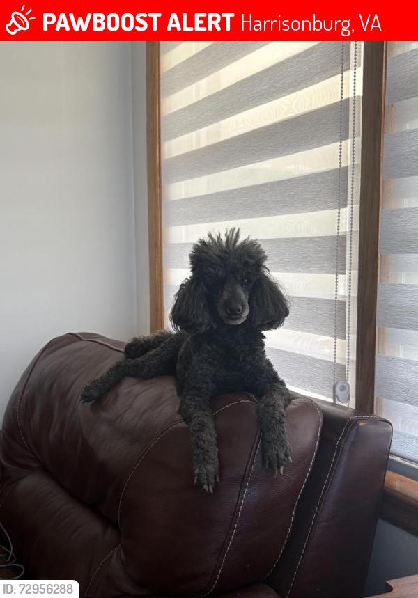 Lost Female Dog last seen Gravels rd, Harrisonburg, VA 22802