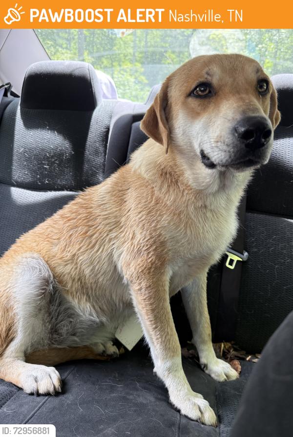 Found/Stray Female Dog last seen Little Marrowbone Rd and Old Hickory Blvd, Nashville, TN 37080