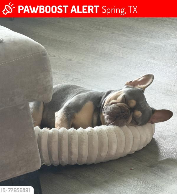 Lost Male Dog last seen Altissimo , Spring, TX 77386