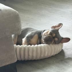 Lost Male Dog last seen Altissimo , Spring, TX 77386