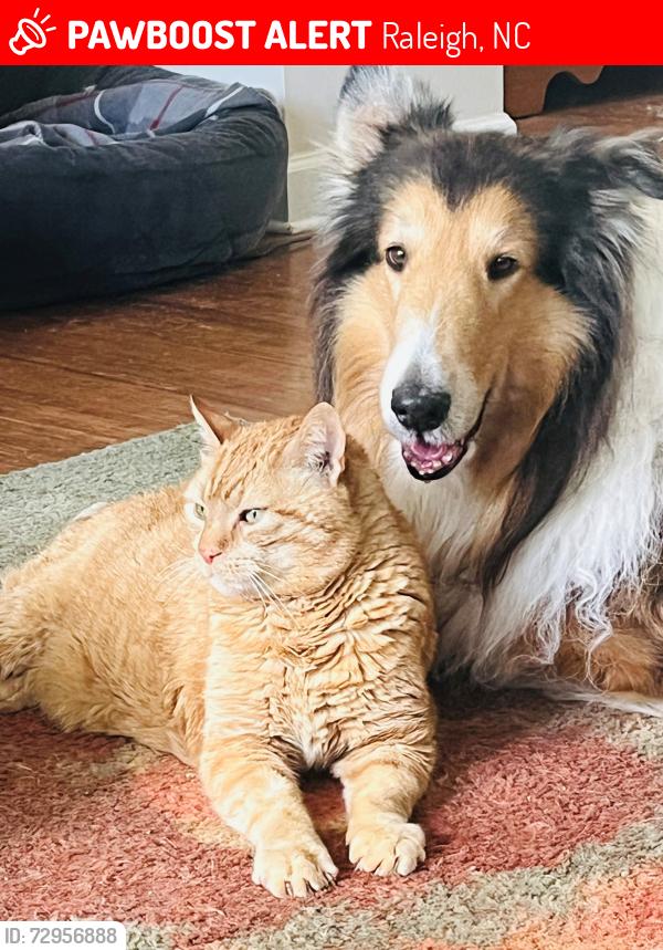 Lost Male Cat last seen Near Remington Lake Drive and 6209 Remington Lake Drive, Raleigh, NC 27616