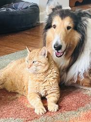Lost Male Cat last seen Near Remington Lake Drive and 6209 Remington Lake Drive, Raleigh, NC 27616