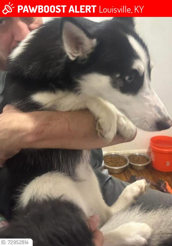Lost Female Dog last seen Fairdale Rd. about mile from National Turnpike , Louisville, KY 40118