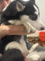 Lost Female Dog last seen Fairdale Rd. about mile from National Turnpike , Louisville, KY 40118