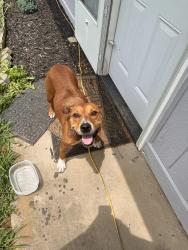 Found/Stray Female Dog last seen Boyd’s Creek, Sevierville, TN 37876