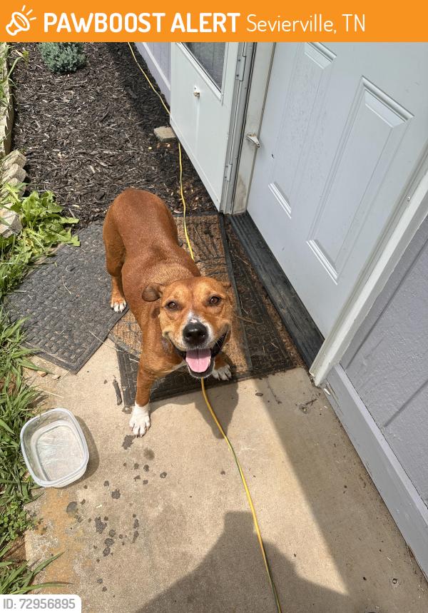 Found/Stray Female Dog last seen Boyd’s Creek, Sevierville, TN 37876