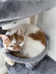 Reunited Male Cat last seen 42nd & N Meridian, Indianapolis, IN 46208