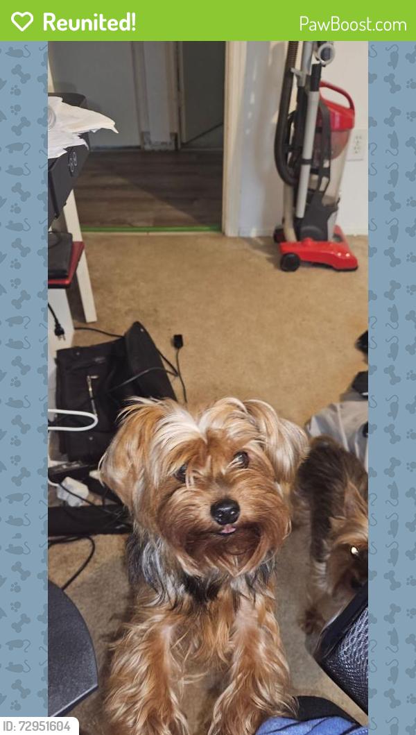 Reunited Female Dog last seen Pace drive , Palm Bay, FL 32905