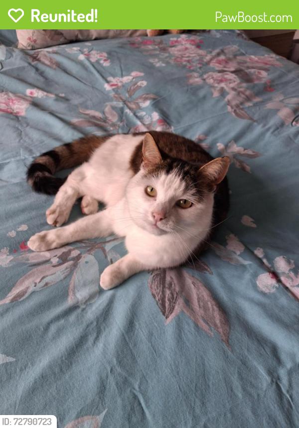 Reunited Female Cat last seen Stroma Way snd St.Michaels Avenue , Highworth, England SN6