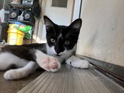 Reunited Female Cat last seen Donna between  Crosby and Fyke, Carrollton, TX 75006