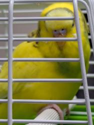 Found/Stray Unknown Bird last seen South Dayton Street and Mexico, Denver, CO 80247