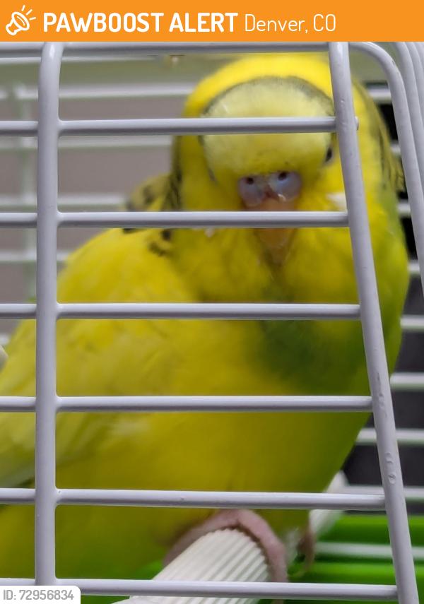 Found/Stray Unknown Bird last seen South Dayton Street and Mexico, Denver, CO 80247