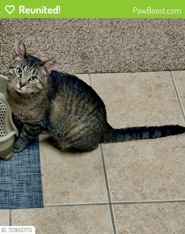 Reunited Male Cat last seen Amber Crossing Apartments, Fargo, ND 58104