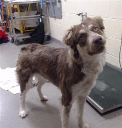 Shelter Stray Female Dog last seen E COLFAX AVE & N MARION ST DENVER CO 80218, Denver, CO 80223