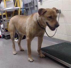 Shelter Stray Female Dog last seen LEYDEN ST & E 56TH AVE COMMERCE CITY 80022, Denver, CO 80223